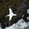 Terej australsky - Sula serrator - Australian Gannet - takapu 0670